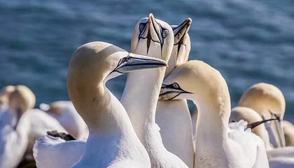 爱游戏入口-蔚山现代外援发挥决定性作用，蔚山现代外援身价