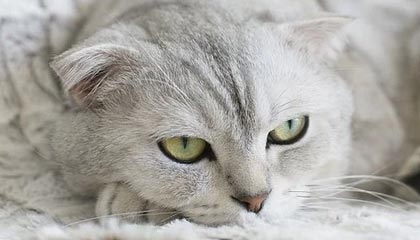 爱游戏-阿尔阿赫利关键时刻发挥冷静，艾尔阿赫利